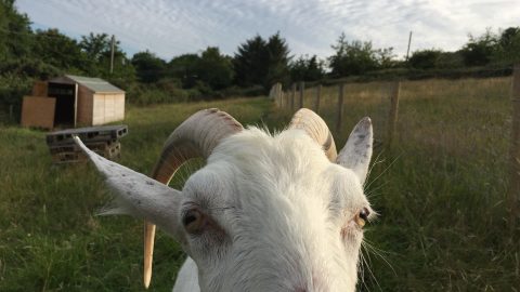 Henry the Goat – Forever the GOAT